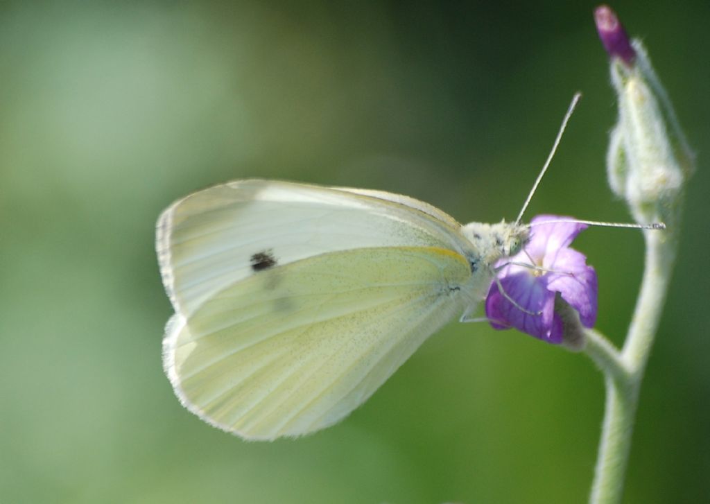 Pieris?